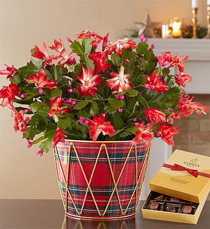 Christmas Cactus + Free Candle